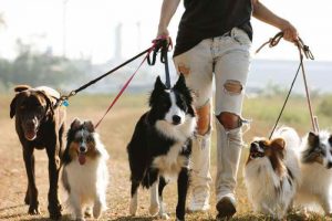 Cane da guardia: una soluzione efficace