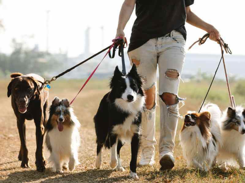 Cane da guardia: una soluzione efficace